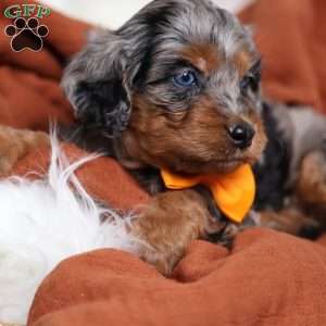 Rover, Cavapoo Puppy